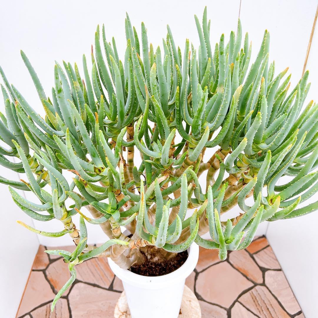 ラモシシマ 観葉植物 アロエ ラモシシマ【現品】☆希少☆ 観葉植物